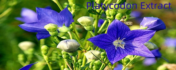 Platycodon Extract.png